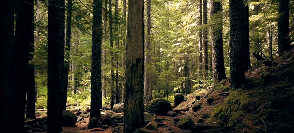 Wood Modulor — still